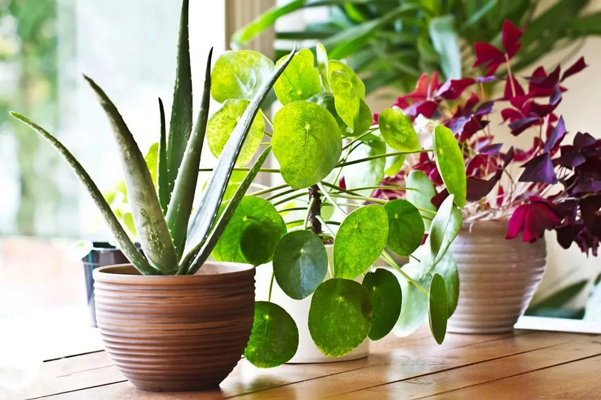 فروش گیاهان آپارتمانی